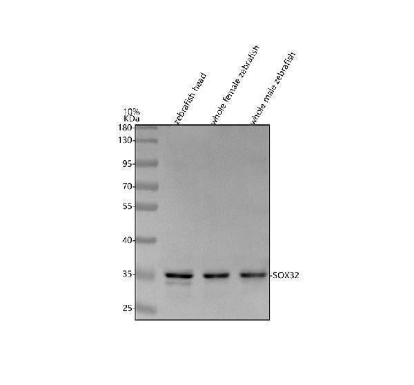 Anti-Zebrafish SOX32 Antibody Picoband® Boster Bio