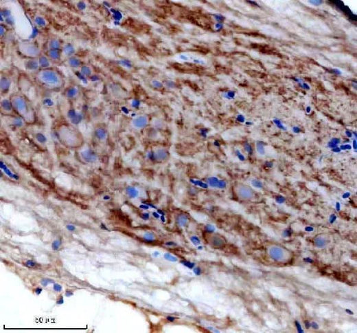 Anti-Zebrafish Bcl-XL/BCL2L1 Antibody Boster Bio