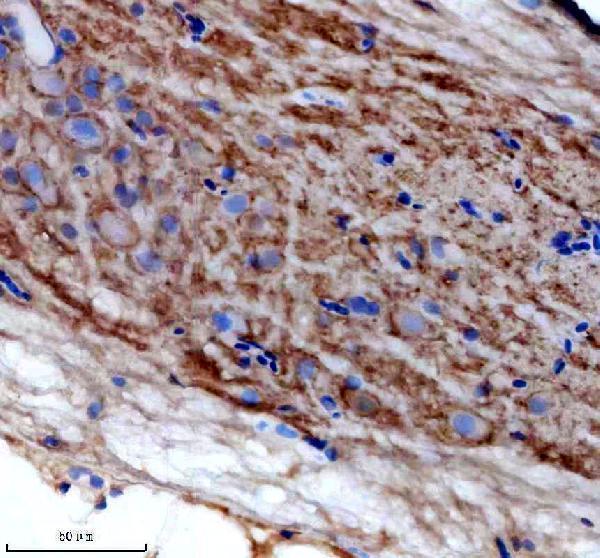 Anti-Zebrafish Bcl-XL/BCL2L1 Antibody Boster Bio