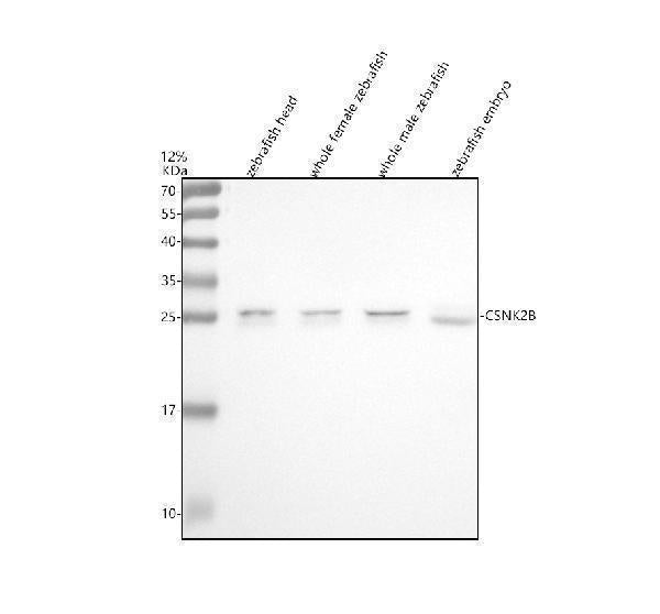 Anti-Zebrafish CSNK2B Antibody Picoband® Boster Bio