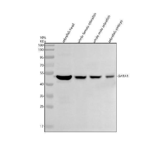 Anti-Zebrafish GATA3 Antibody Picoband® Boster Bio