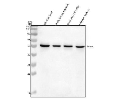 Anti-Zebrafish SHHA Antibody Picoband® Boster Bio