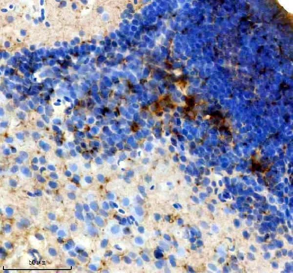 Anti-Zebrafish SST2 Antibody Boster Bio