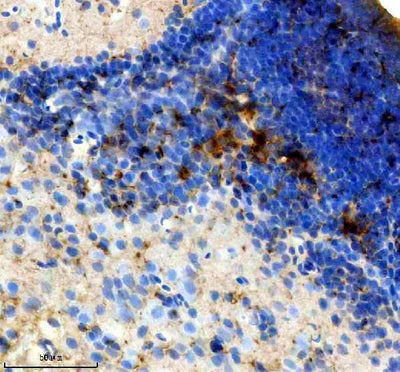 Anti-Zebrafish SST2 Antibody Boster Bio