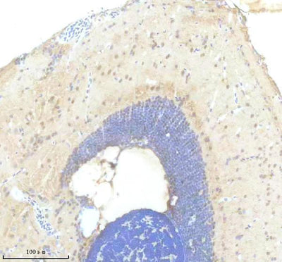 Anti-Zebrafish FOXC1A Antibody Boster Bio