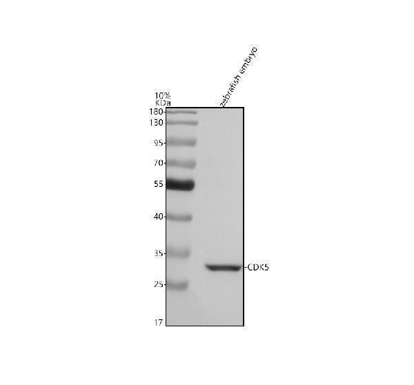 Anti-Zebrafish CDK5 Antibody Picoband® Boster Bio