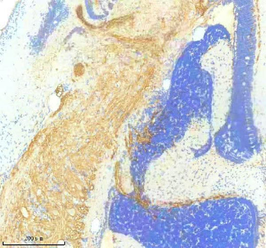 Anti-Zebrafish PDGFR alpha/PDGFRA Antibody Boster Bio