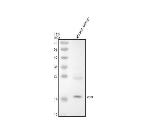 Anti-Zebrafish VENT Antibody Picoband® Boster Bio