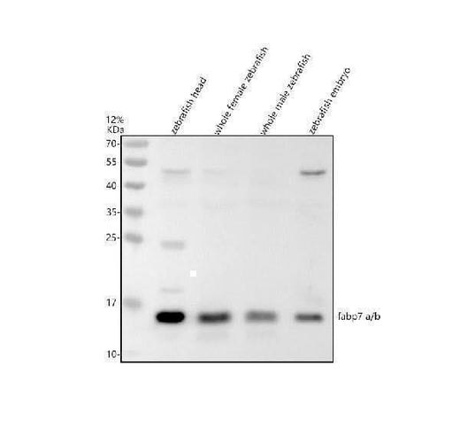 Anti-Zebrafish FABP7A/B Antibody Picoband® Boster Bio