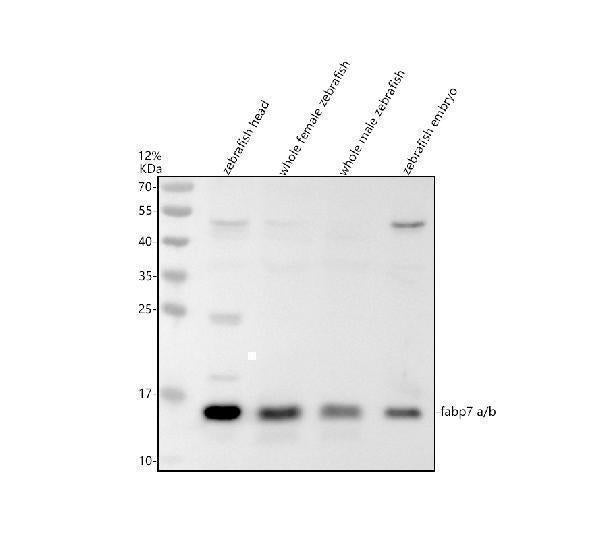 Anti-Zebrafish FABP7A/B Antibody Picoband® Boster Bio