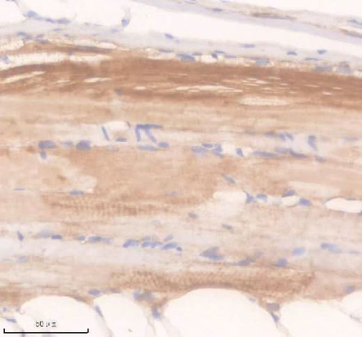 Anti-Zebrafish APAF1 Antibody Boster Bio
