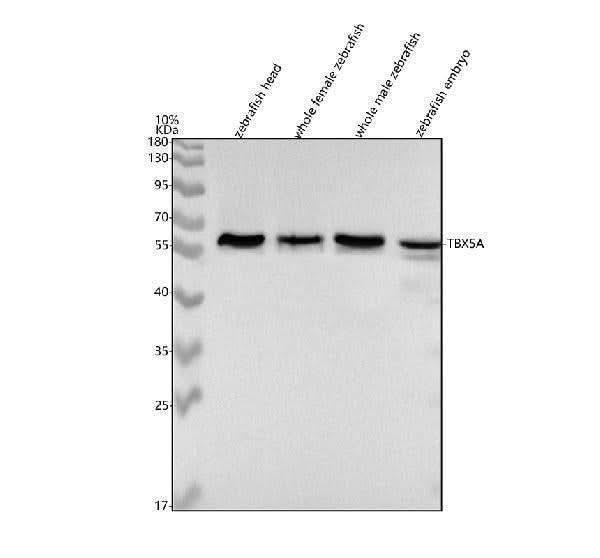 Anti-Zebrafish TBX5A Antibody Picoband® Boster Bio