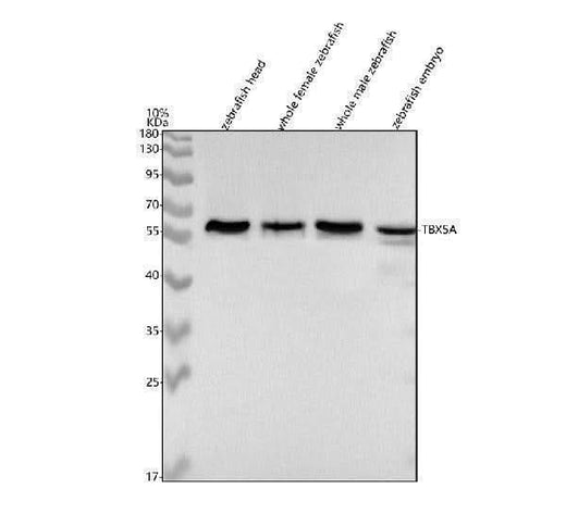 Anti-Zebrafish TBX5A Antibody Picoband® Boster Bio