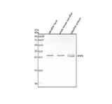 Anti-Zebrafish HHEX Antibody Picoband® Boster Bio
