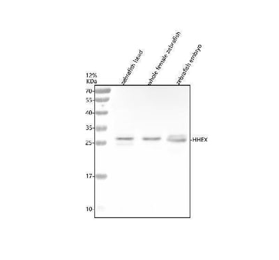 Anti-Zebrafish HHEX Antibody Picoband® Boster Bio