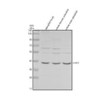 Anti-Zebrafish Cyclin B1/CCNB1 Antibody Picoband® Boster Bio