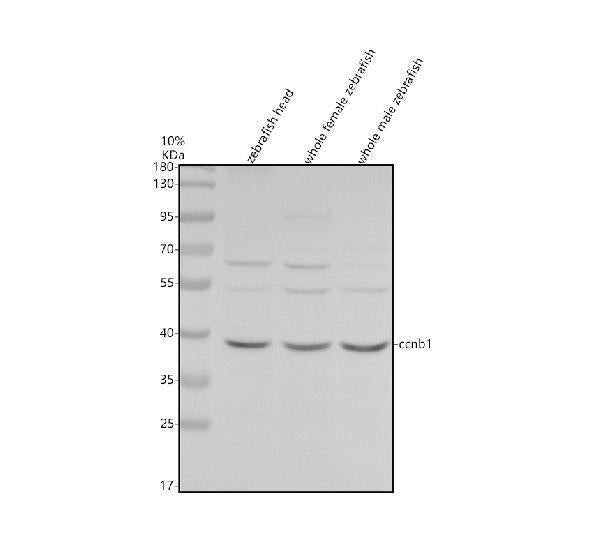 Anti-Zebrafish Cyclin B1/CCNB1 Antibody Picoband® Boster Bio