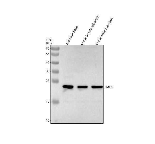 Anti-Zebrafish LMO2 Antibody Picoband® Boster Bio