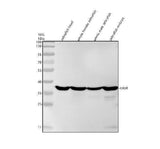 Anti-Zebrafish RPLP0 Antibody Picoband® Boster Bio