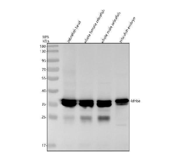 Anti-Zebrafish LDHBA Antibody Picoband® Boster Bio