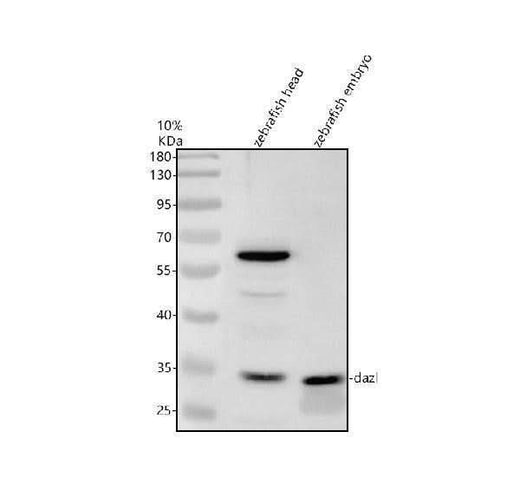 Anti-Zebrafish DAZL Antibody Picoband® Boster Bio
