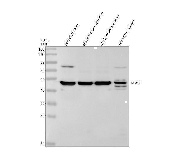 Anti-Zebrafish ALAS2 Antibody Picoband® Boster Bio