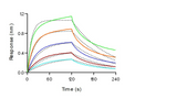 Loaded Recombinant Mouse FCGR4 Protein, His Tag (Cat: PKSM040892) on His1K Biosensor, can bind Monoclonal Anti-Human CD3 Antibody, Mouse IgG2a (OKT3) with an affinity constant of 17.5nM as determined in BLI assay (Sartorius Octet RED384)(QC tested).
