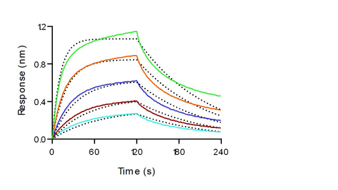 Loaded Recombinant Mouse FCGR4 Protein, His Tag (Cat: PKSM040892) on His1K Biosensor, can bind Monoclonal Anti-Human CD3 Antibody, Mouse IgG2a (OKT3) with an affinity constant of 17.5nM as determined in BLI assay (Sartorius Octet RED384)(QC tested).