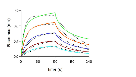 Loaded Recombinant Mouse FCGR4 Protein, His Tag (Cat: PKSM040892) on His1K Biosensor, can bind Monoclonal Anti-Human CD3 Antibody, Mouse IgG2a (OKT3) with an affinity constant of 17.5nM as determined in BLI assay (Sartorius Octet RED384)(QC tested).