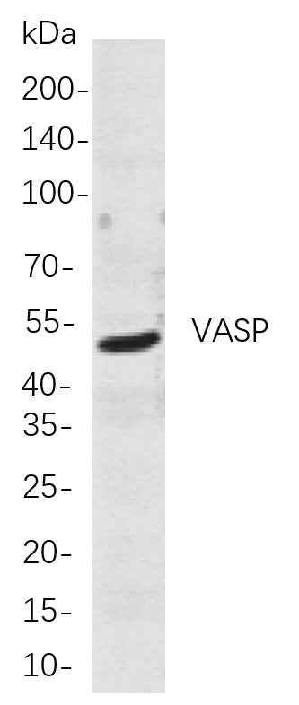 Anti-Human VASP Antibody [B736] - ABMIUM