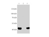 Western blotting with anti-PON3 polyclonal antibody at dilution of 1:1000. Lane 1: Rat liver lysate, lane 2: Mouse kidney lysate(Negative control), lane 3: Mouse liver lysate.