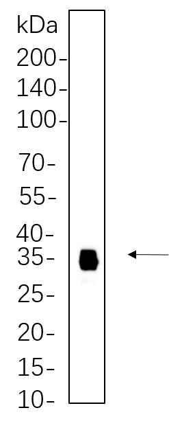 Anti-Human/Mouse SLUG Antibody [B1122] - ABMIUM