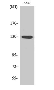 Western Blot analysis of A549 cells with Phospho-JAK1 (Tyr1022) Polyclonal Antibody at dilution of 1:500