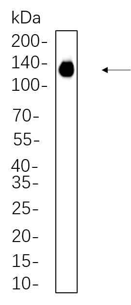 Anti-Human/Mouse/Rat PI3-Kinase p110α Antibody [B1064] - ABMIUM