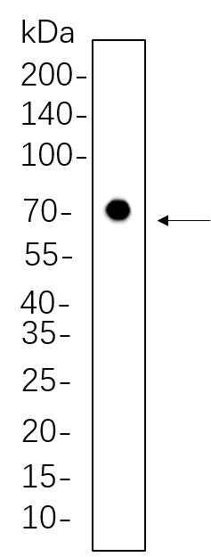 Anti-Human/Mouse/Rat/Bovine Nrf1 Antibody [B627] - ABMIUM