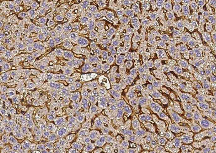 Anti-Mouse VTN Antibody [B467] - ABMIUM