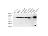 Western Blot analysis of various samples using CASP1 Polyclonal Antibody at dilution of 1:1000.