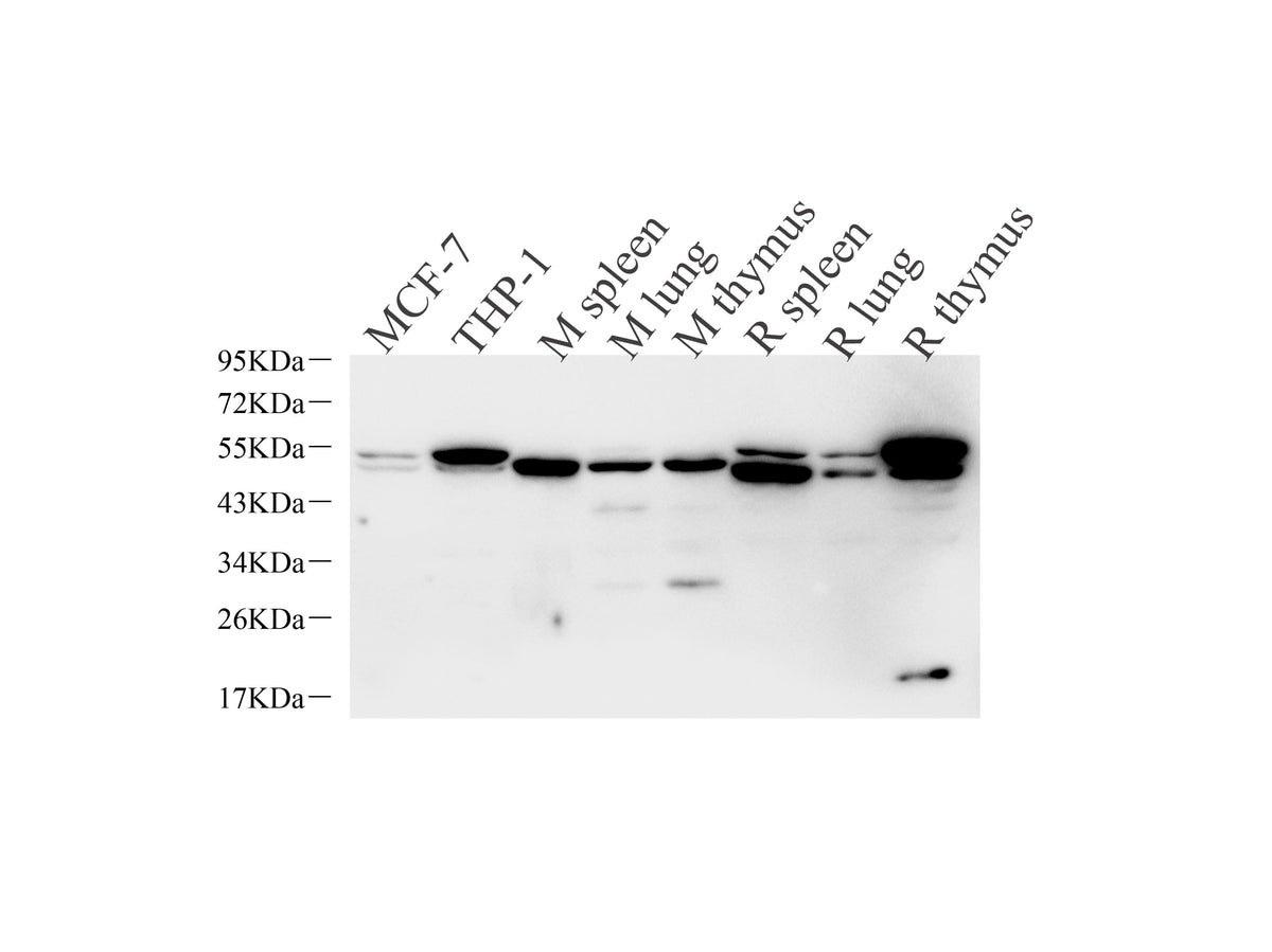 Western Blot analysis of various samples using CASP1 Polyclonal Antibody at dilution of 1:1000.