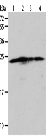 Anti-Human BAK1 Antibody - ABMIUM