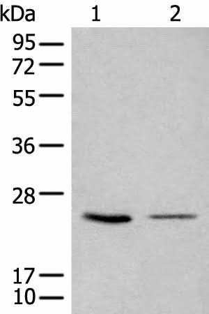 Western blot analysis of 293T and LOVO cell lysates using CDCA4 Polyclonal Antibody at dilution of 1:1000