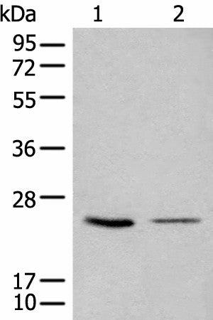 Western blot analysis of 293T and LOVO cell lysates using CDCA4 Polyclonal Antibody at dilution of 1:1000
