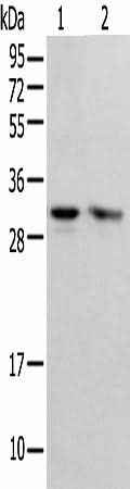 Anti-Human/Mouse/Rat PSMF1 Antibody