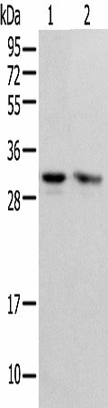 Western blot analysis of HEPG2 and Hela cell using PSMF1 Polyclonal Antibody at dilution of 1:300