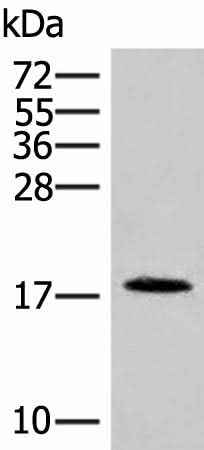 Anti-Human/Mouse NHP2 Antibody