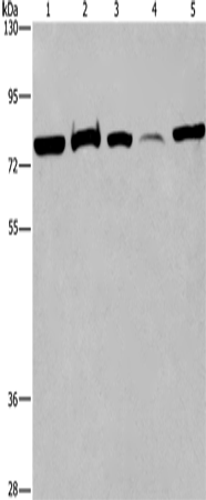 Anti-Human/Mouse/Rat ACVR2A Antibody - ABMIUM