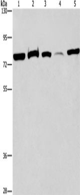 Anti-Human/Mouse/Rat ACVR2A Antibody - ABMIUM
