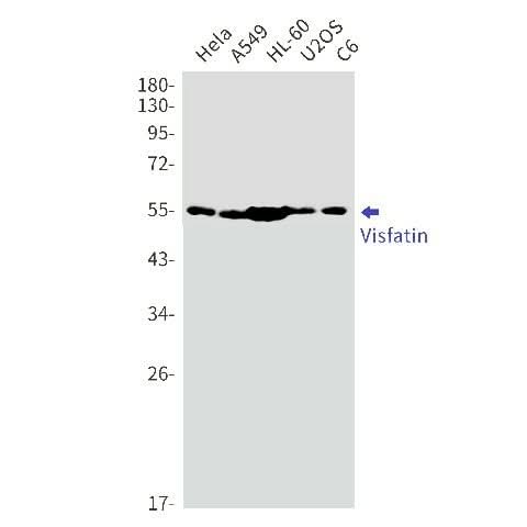 Western blot detection of Visfatin in Hela,A549,HL-60,U2OS,C6 cell lysates using Visfatin Rabbit mAb(1:1000 diluted).Predicted band size:56kDa.Observed band size:56kDa.