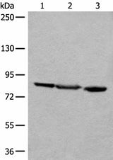 Western blot analysis of A549 Jurkat and HEPG2 cell lysates using TAGAP Polyclonal Antibody at dilution of 1:400