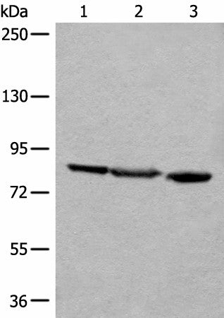 Western blot analysis of A549 Jurkat and HEPG2 cell lysates using TAGAP Polyclonal Antibody at dilution of 1:400