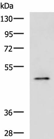 Western blot analysis of Rat heart tissue lysate using PDK4 Polyclonal Antibody at dilution of 1:600